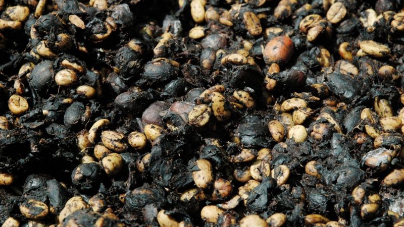кафето Kopi Luwak